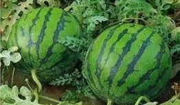 常德网红吃瓜群微信,揭秘网络社交圈的趣味与争议